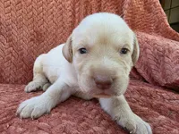 Blue collar , a male Labrador Retriever for sale in Spring Branch, TX – 1 of 6