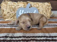 Purple collar , a female Golden Retriever for sale in Spring Branch, TX – 3 of 6