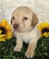 Black collar , a male Labrador Retriever for sale in Spring Branch, TX – 6 of 6