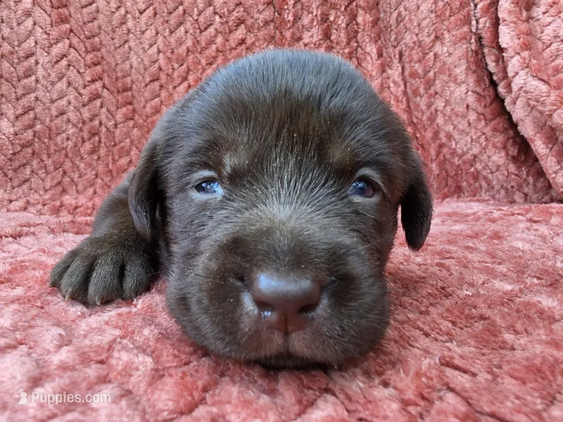 Pink collar – Labrador Retriever puppy for sale in Spring Branch, TX