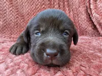 Pink collar, a female Labrador Retriever for sale in Spring Branch, TX – 1 of 5