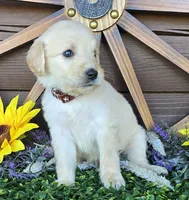 Brown boy, a male Goldendoodle for sale in Spring Branch, TX – Photo 3 of 3