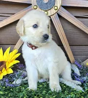 Brown boy, a male Goldendoodle for sale in Spring Branch, TX – Photo 1 of 3