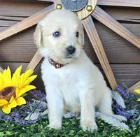 Brown boy, a male Goldendoodle for sale in Spring Branch, TX – Photo 2 of 3