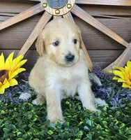Violet girl, a female Goldendoodle for sale in Spring Branch, TX – Photo 3 of 3