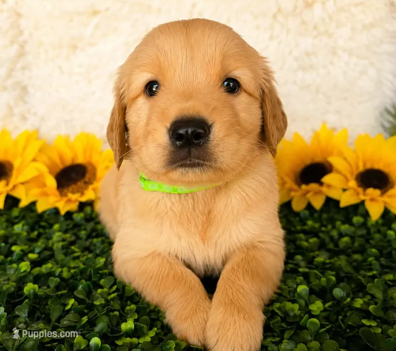 Green collar – Golden Retriever puppy for sale in Spring Branch, TX