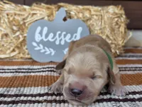 Green collar , a male Golden Retriever for sale in Spring Branch, TX – 2 of 5