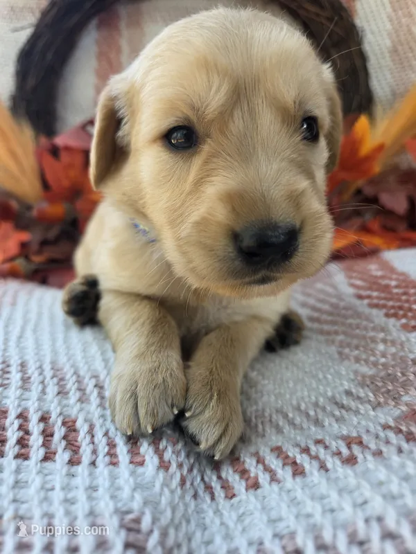 Blue collar  – Golden Retriever puppy for sale in Spring Branch, TX