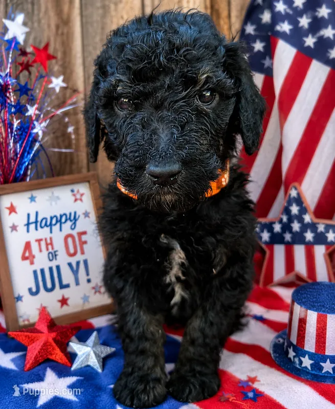 Orange collar – Poodle - Standard  puppy for sale in Spring Branch, TX