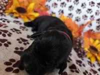 Red collar , a male Labrador Retriever for sale in Spring Branch, TX – 2 of 4