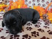 White collar , a male Labrador Retriever for sale in Spring Branch, TX – 4 of 4