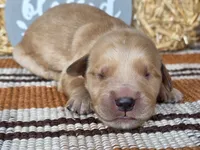 Orange collar, a male Golden Retriever for sale in Spring Branch, TX – 2 of 5