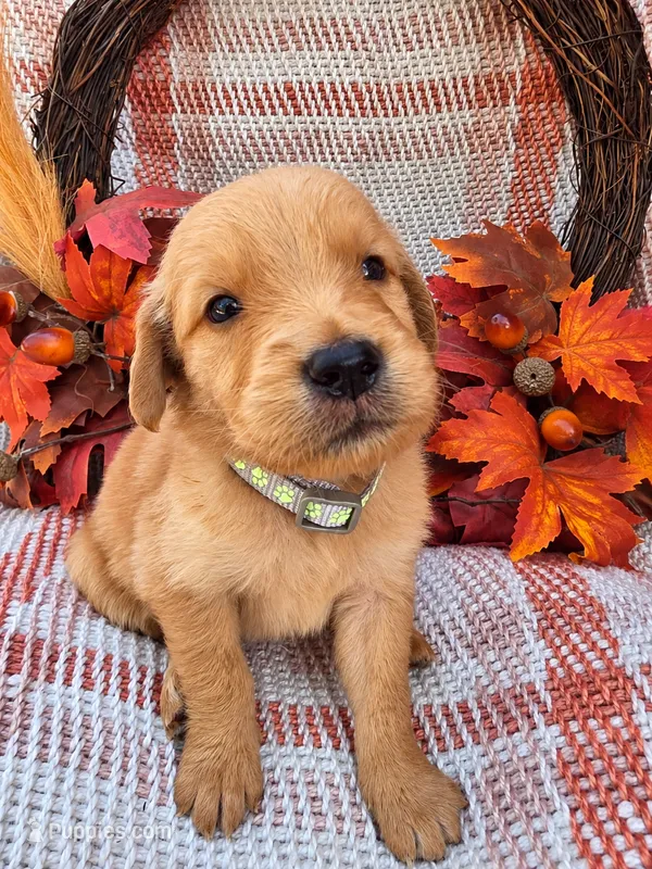 Grey collar  – Golden Retriever puppy for sale in Spring Branch, TX