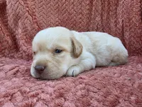 Black collar , a male Labrador Retriever for sale in Spring Branch, TX – 3 of 4