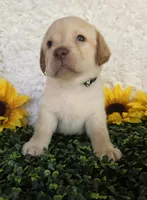 Black collar , a male Labrador Retriever for sale in Spring Branch, TX – 5 of 6