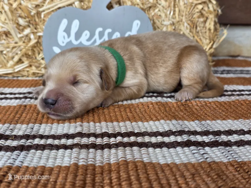 Green collar  – Golden Retriever puppy for sale in Spring Branch, TX
