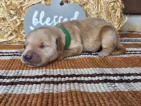 Green collar , a male Golden Retriever for sale in Spring Branch, TX – 1 of 5