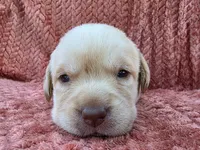 Black collar , a male Labrador Retriever for sale in Spring Branch, TX – 4 of 4