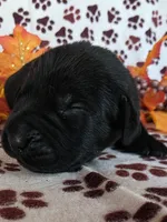 Purple collar , a female Labrador Retriever for sale in Spring Branch, TX – 2 of 5