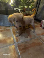 Zowie , a female Golden Retriever for sale in Spring Branch, TX – 3 of 9
