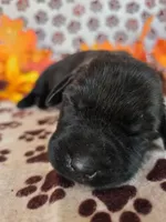 Red collar , a male Labrador Retriever for sale in Spring Branch, TX – 3 of 4
