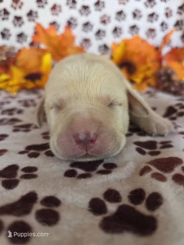 Black collar  – Labrador Retriever puppy for sale in Spring Branch, TX