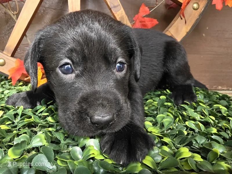 Dark pink collar – Labrador Retriever puppy for sale in Spring Branch, TX