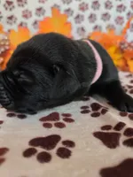 Pink collar , a female Labrador Retriever for sale in Spring Branch, TX – 3 of 4