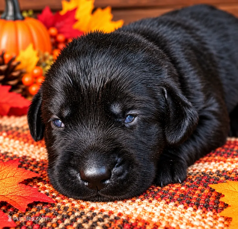 Yellow collar  – Labrador Retriever puppy for sale in Spring Branch, TX
