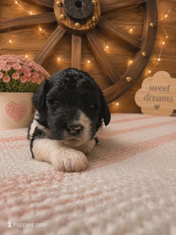 Blue collar  – Poodle - Standard  puppy for sale in Spring Branch, TX