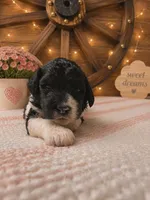 Blue collar , a male Poodle - Standard  for sale in Spring Branch, TX – 1 of 2