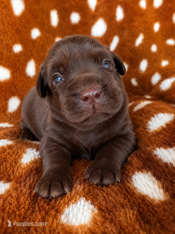 Pink collar – Labrador Retriever puppy for sale in Spring Branch, TX