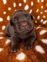 Pink collar, a female Labrador Retriever for sale in Spring Branch, TX – 1 of 3