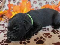 Green collar , a female Labrador Retriever for sale in Spring Branch, TX – 2 of 4