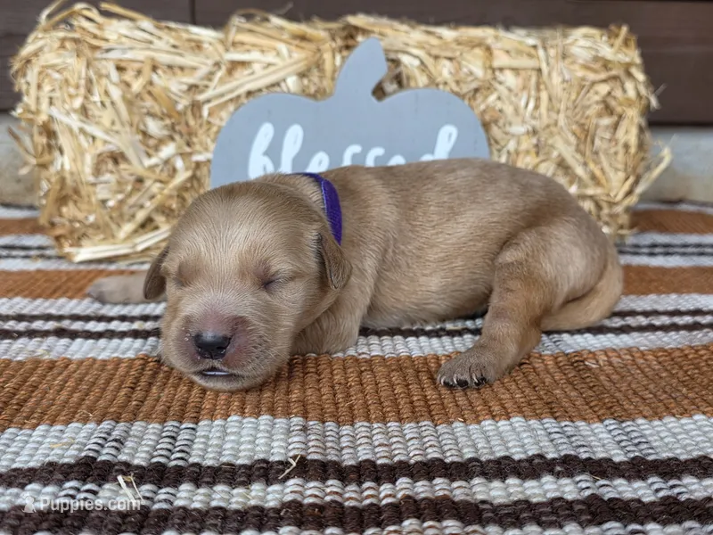 Purple collar  – Golden Retriever puppy for sale in Spring Branch, TX