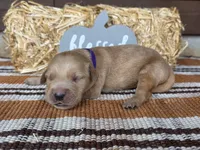 Purple collar , a female Golden Retriever for sale in Spring Branch, TX – 1 of 6