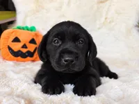 Grey girl , a female Labrador Retriever for sale in Spring Branch, TX – 3 of 3