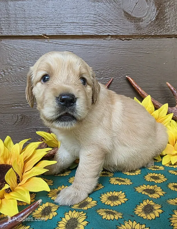 Green collar – Golden Retriever puppy for sale in Spring Branch, TX