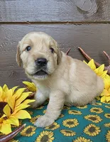 Green collar, a female Golden Retriever for sale in Spring Branch, TX – 1 of 5