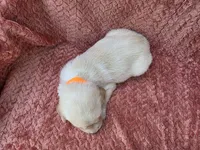 Orange collar, a male Labrador Retriever for sale in Spring Branch, TX – 4 of 5