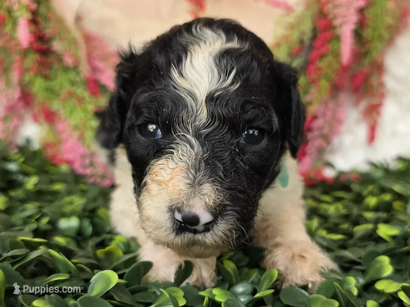 Teal collar  – Poodle - Standard  puppy for sale in Spring Branch, TX