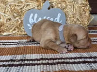 Grey collar , a male Golden Retriever for sale in Spring Branch, TX – 6 of 6