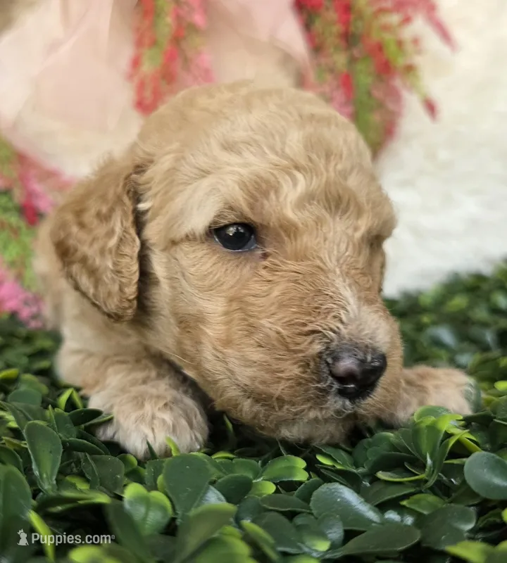 Black collar  – Poodle - Standard  puppy for sale in Spring Branch, TX