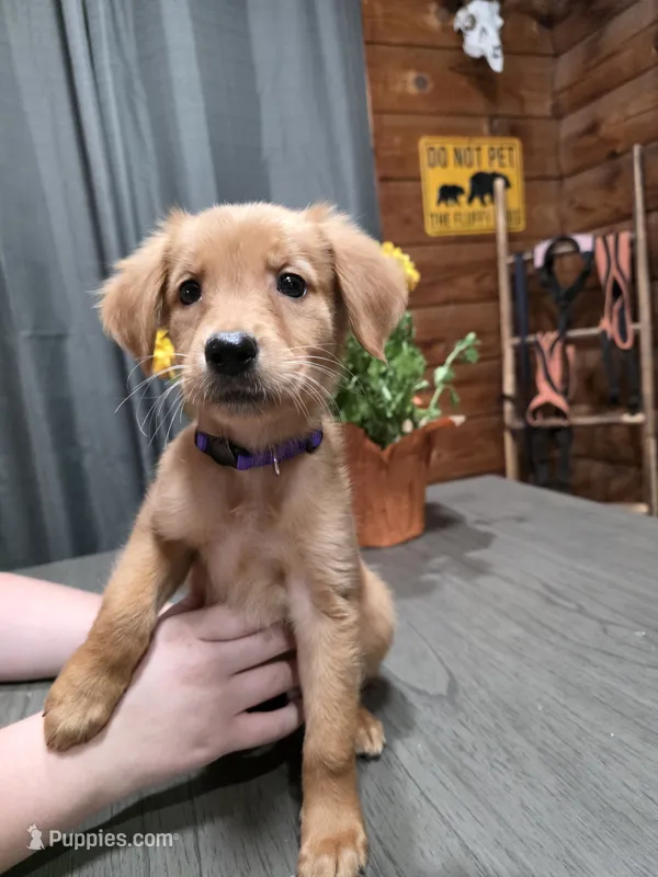 Zowie – Golden Retriever puppy for sale in Spring Branch, TX