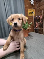 Zowie, a female Golden Retriever for sale in Spring Branch, TX – 1 of 6
