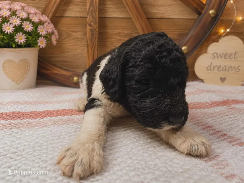 Pink collar  – Poodle - Standard  puppy for sale in Spring Branch, TX