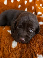 Teal collar , a female Labrador Retriever for sale in Spring Branch, TX – 2 of 3