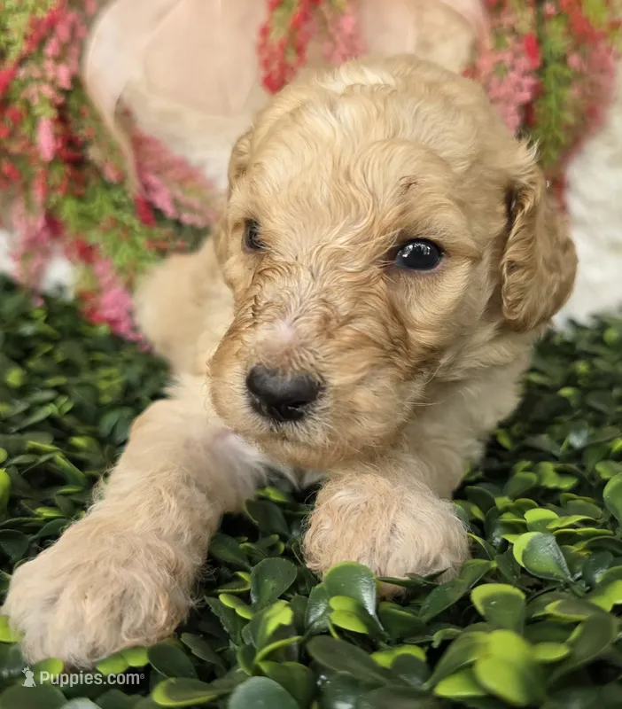 Red collar – Poodle - Standard  puppy for sale in Spring Branch, TX