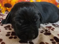 Red collar , a male Labrador Retriever for sale in Spring Branch, TX – 1 of 4
