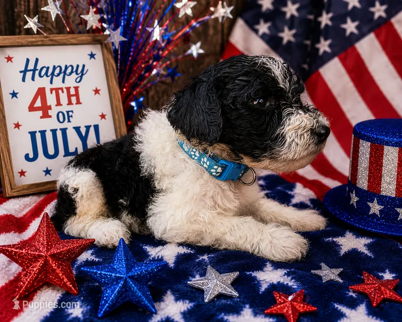 Teal collar  – Poodle - Standard  puppy for sale in Spring Branch, TX